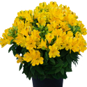 Picture of Alstroemeria Aurelia