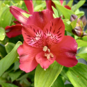 Picture of Alstroemeria Bandit