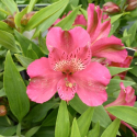 Picture of Alstroemeria Candy