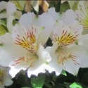 Picture of Alstroemeria Claire