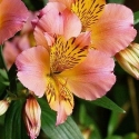 Picture of Alstroemeria Coral