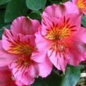Picture of Alstroemeria Elaine