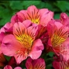 Picture of Alstroemeria Eliane