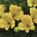 Picture of Alstroemeria Gold Rush