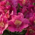 Picture of Alstroemeria Louise