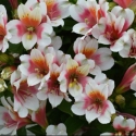 Picture of Alstroemeria Lucky