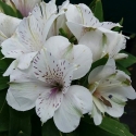 Picture of Alstroemeria Magic White