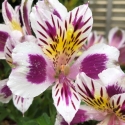 Picture of Alstroemeria Magic