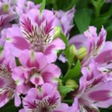 Picture of Alstroemeria Mulan