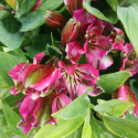 Picture of Alstroemeria Pink Sparkle