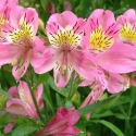 Picture of Alstroemeria Pink Star