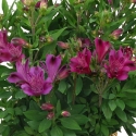 Picture of Alstroemeria Replay