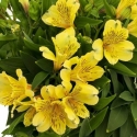 Picture of Alstroemeria Rio