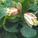 Picture of Alstroemeria Spring Valley