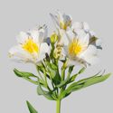 Picture of Alstroemeria Summer Sky