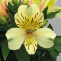 Picture of Alstroemeria Sundance