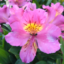Picture of Alstroemeria Sunstar