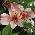 Picture of Alstroemeria Sweety