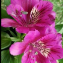 Picture of Alstroemeria Tamara