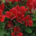 Picture of Alstroemeria Vito