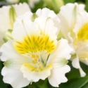 Picture of Alstroemeria Yentl