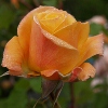 Picture of Amber Flush Std 80cm-Rose