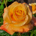 Picture of Amber Flush-Rose