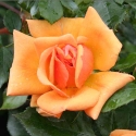 Picture of Amber Nectar-Rose