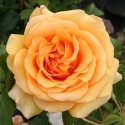 Picture of Amber Queen-Rose