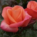 Picture of Amberlight Std 80cm-Rose