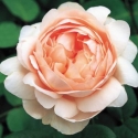 Picture of Ambridge Rose-Rose