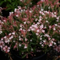 Picture of Andromeda compacta Pink