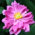 Picture of Anemone Double Pink