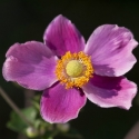 Picture of Anemone Hot Pink
