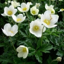 Picture of Anemone Snow Queen