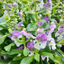 Picture of Angelonia Alonia Bicolour Purple
