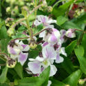 Picture of Angelonia Alonia Bicolour Violet