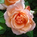 Picture of Angels Delight Std 80cm-Rose