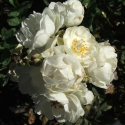 Picture of Anna Maria De Montravel-Rose