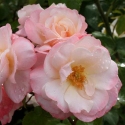 Picture of Anniversary Std 80cm-Rose