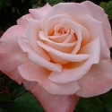 Picture of Aotearoa Std 55cm-Rose