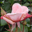 Picture of Aotearoa Std 55cm-Rose