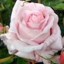 Picture of Aotearoa Std 80cm-Rose