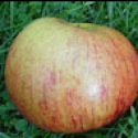 Picture of Apple Ballarat MM116