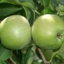 Picture of Apple Baujade MM106