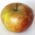 Picture of Apple Belle Du Boskoop MM106