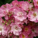 Picture of Apple Blossom Clg-Rose