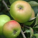Picture of Apple Bramley Seedling M9