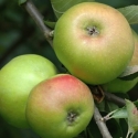 Picture of Apple Bramley Seedling MM102