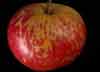 Picture of Apple Captain Kidd Kay MM106